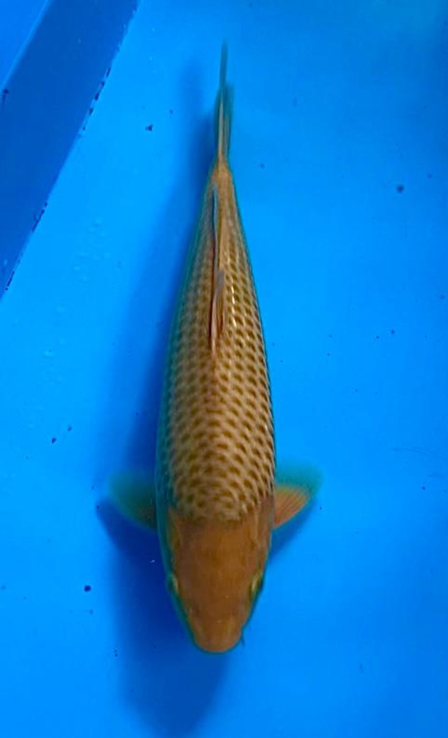 Juara 5