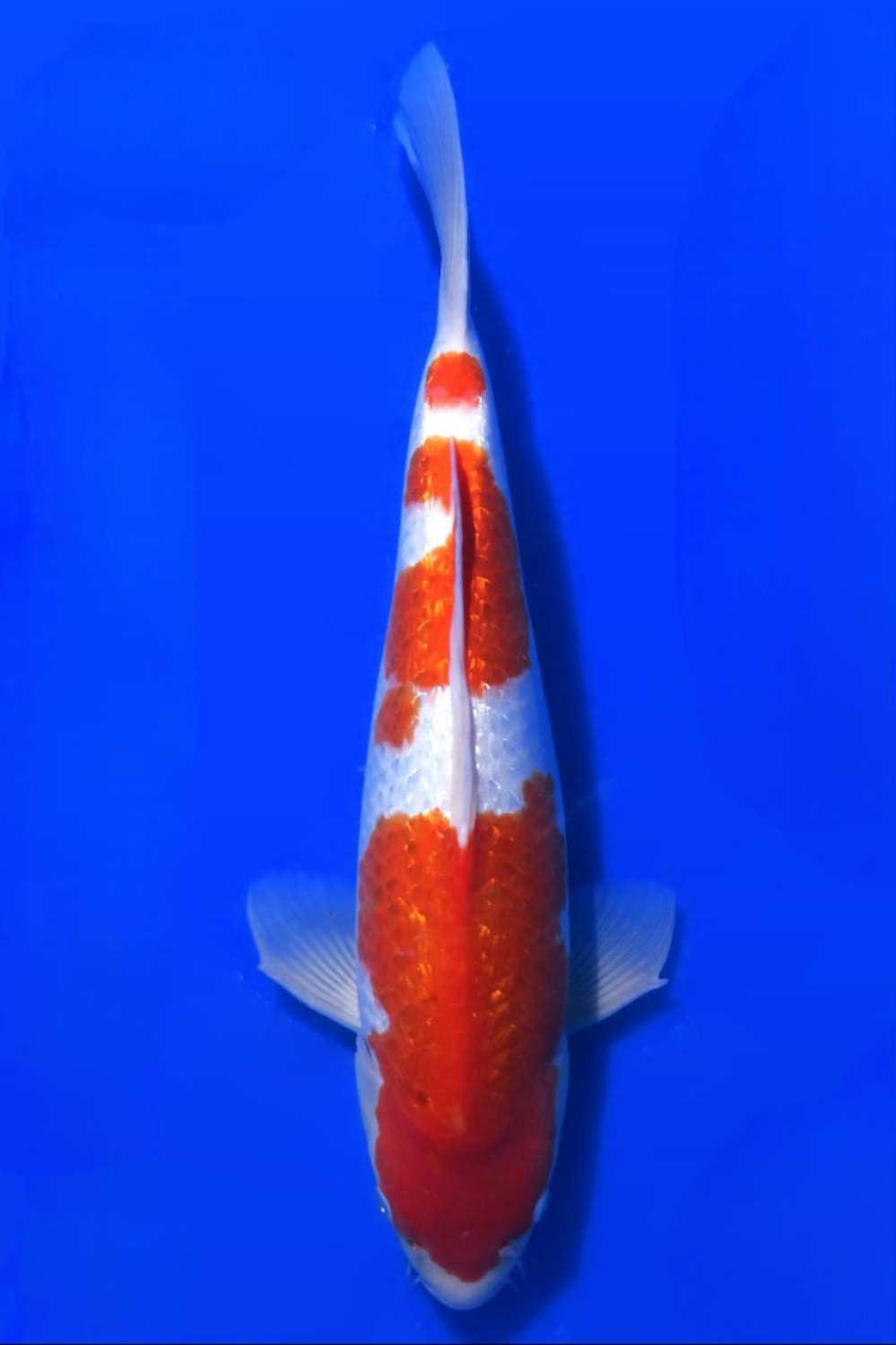 Juara 3