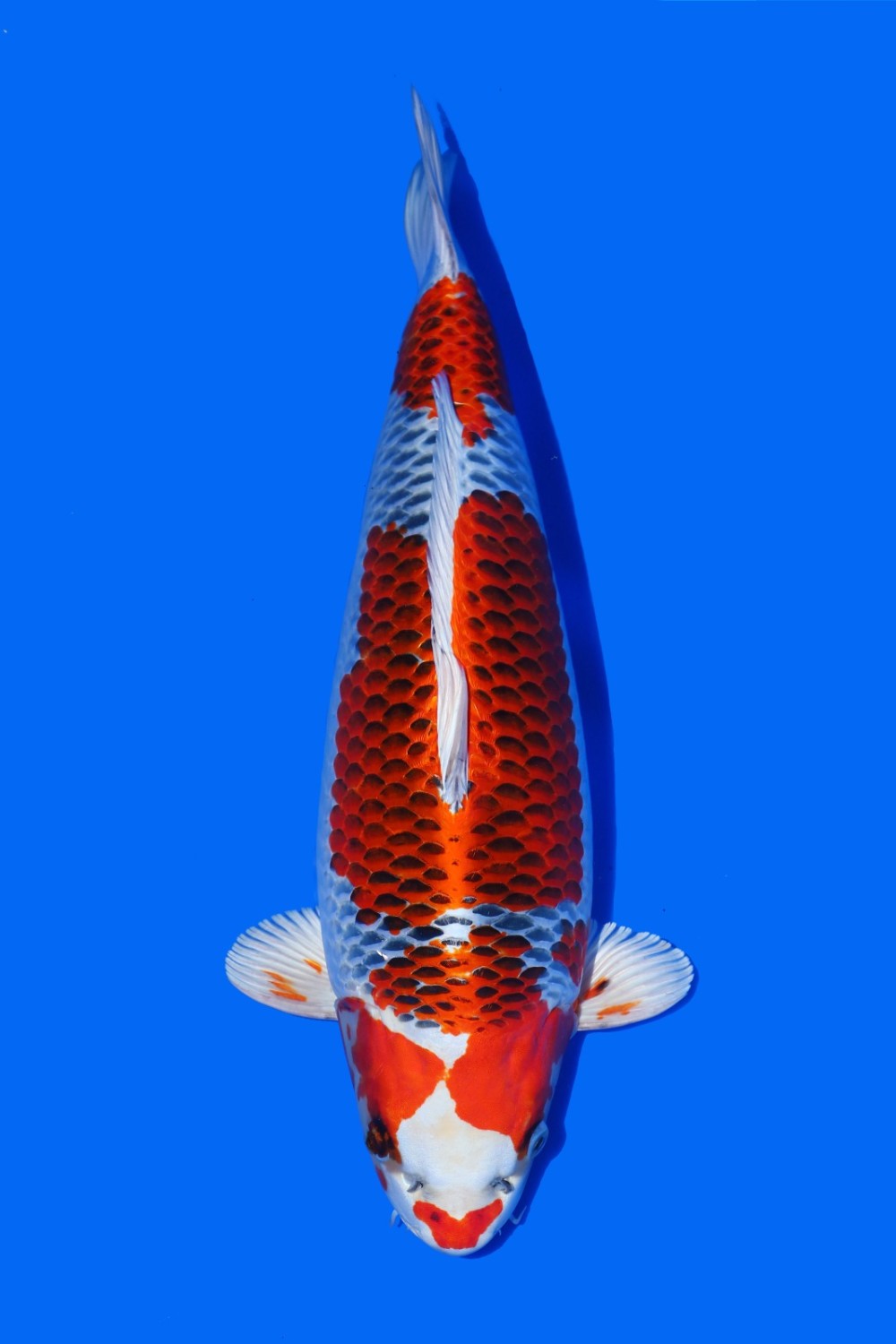 Juara 1