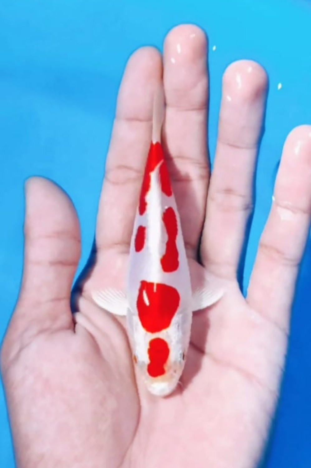 Juara 3