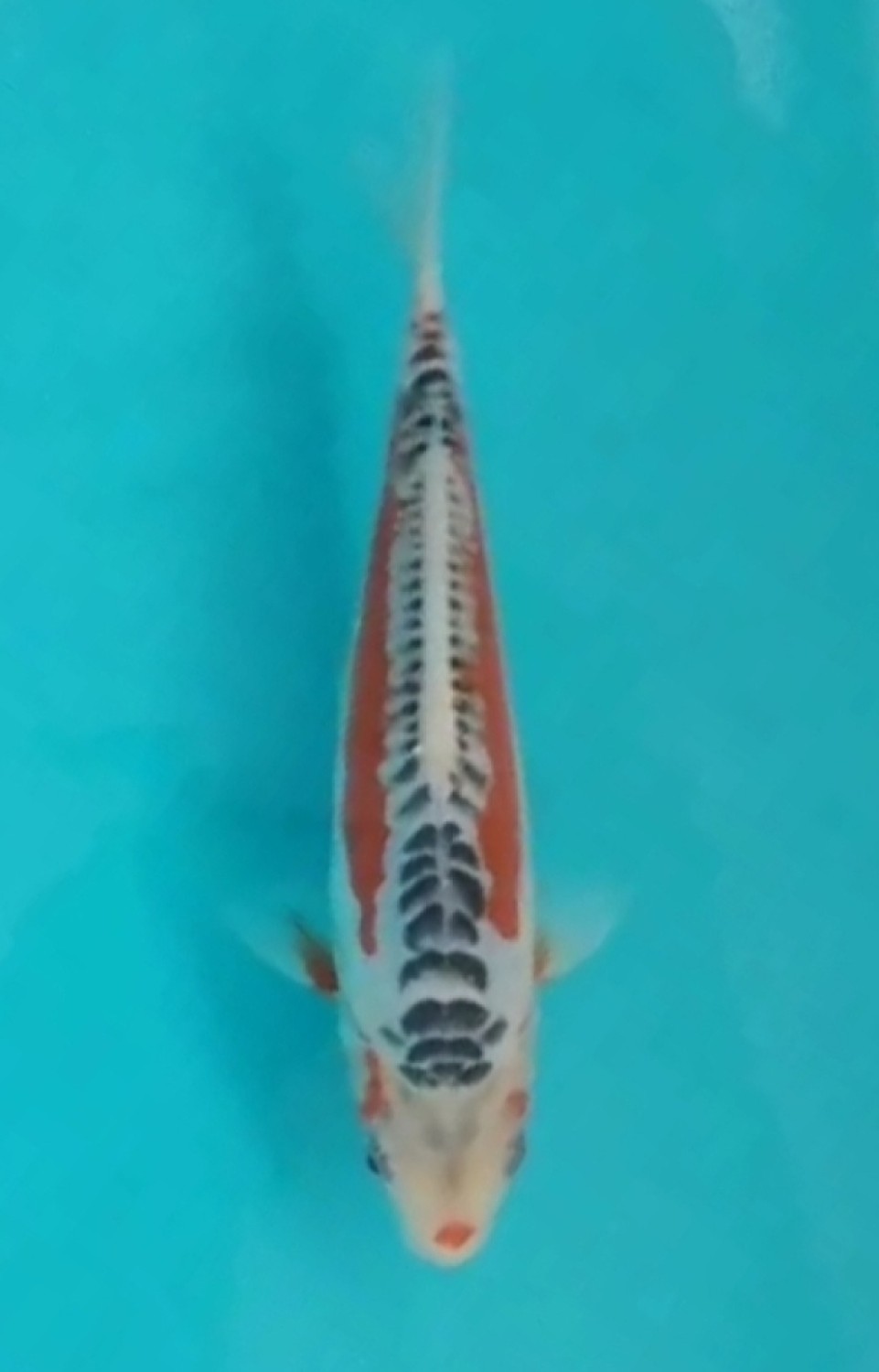 Juara 2