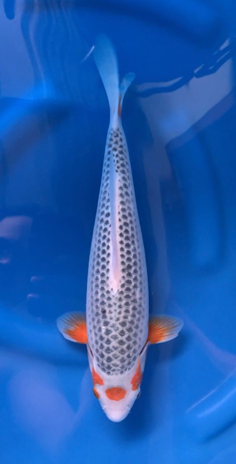 Juara 1