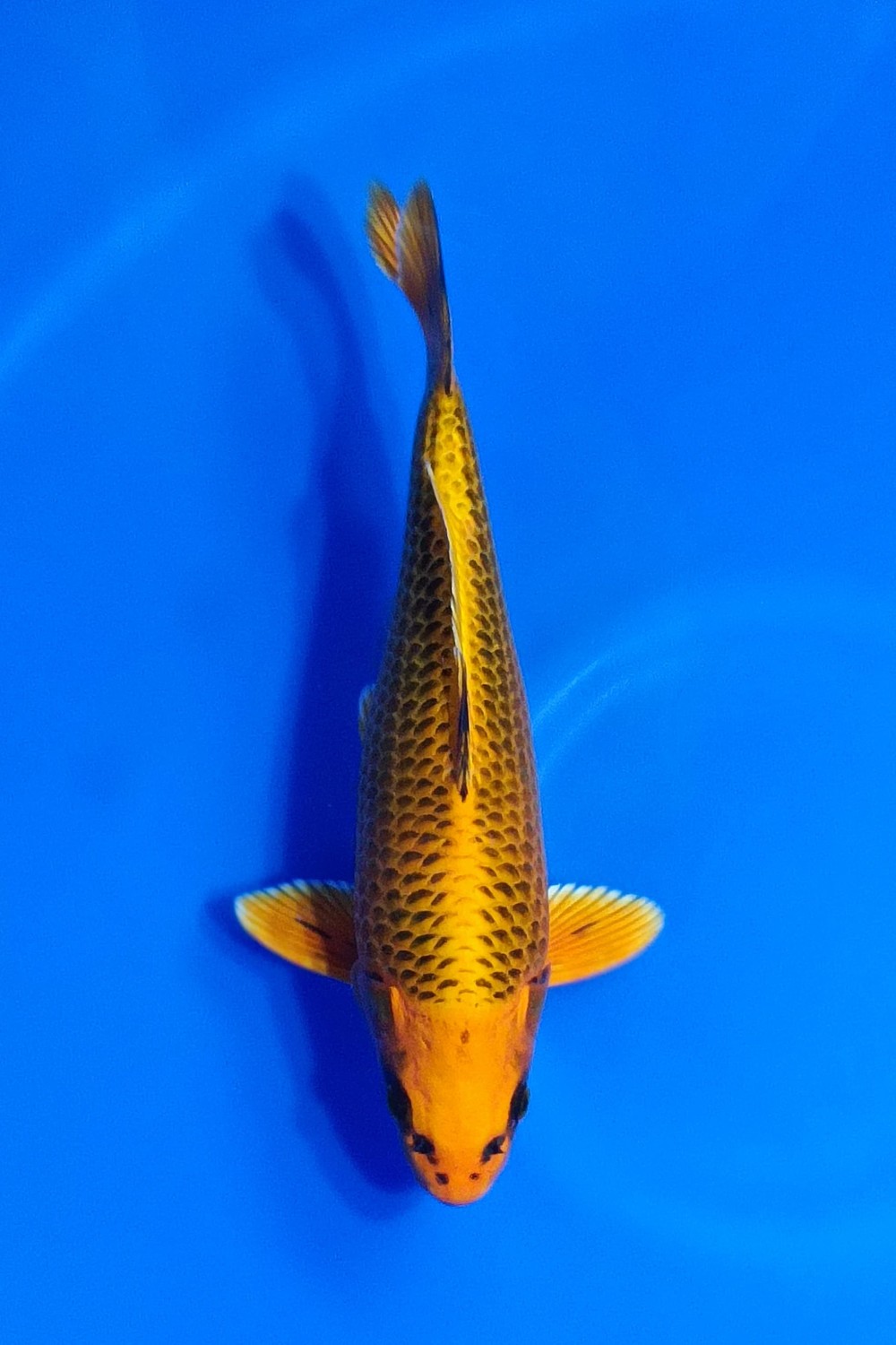 Juara 4