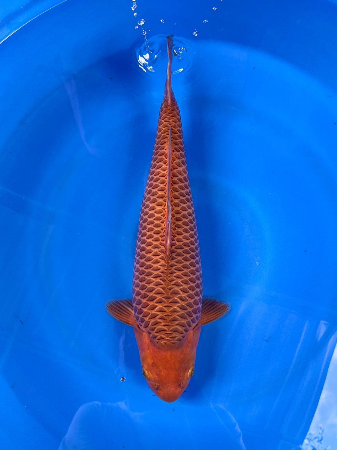 Juara 4