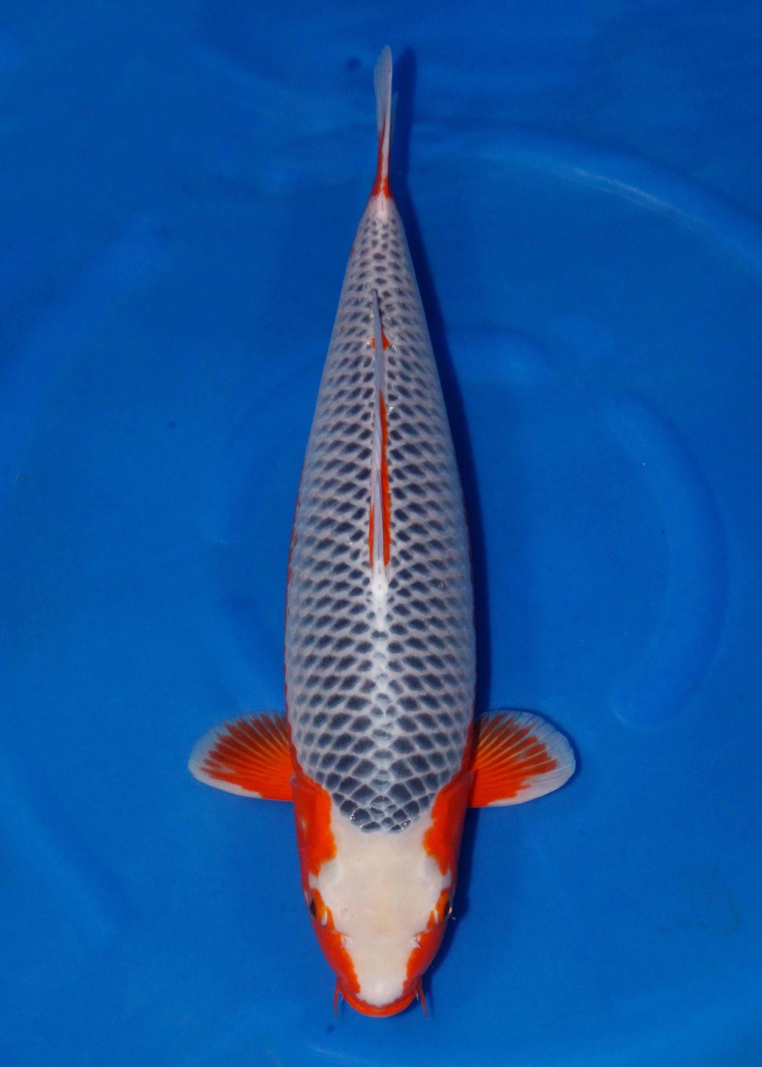 Juara 4