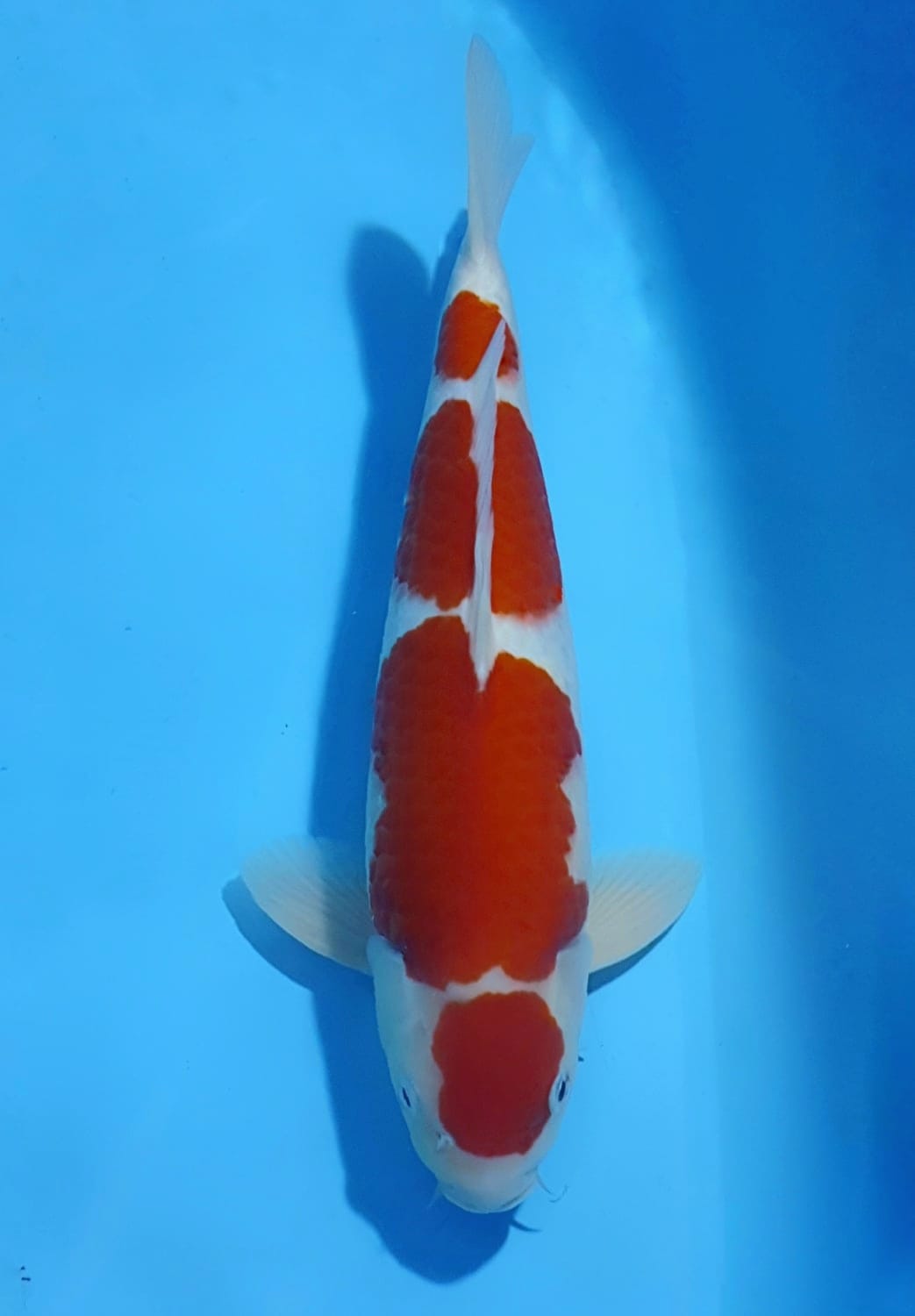 Juara 5