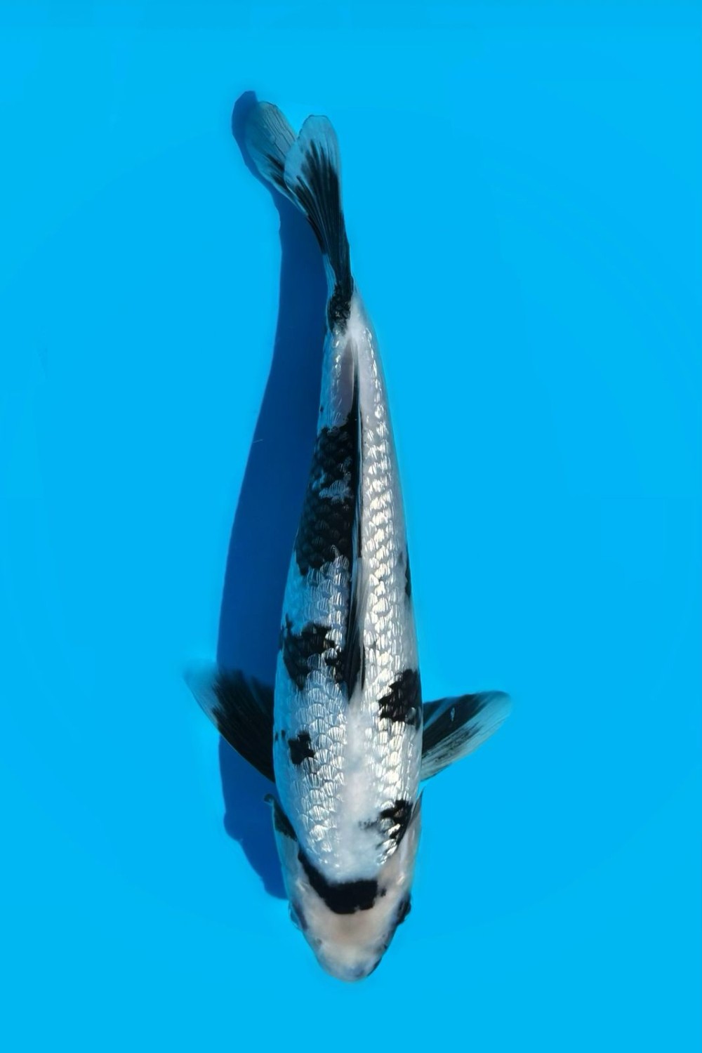 Juara 5