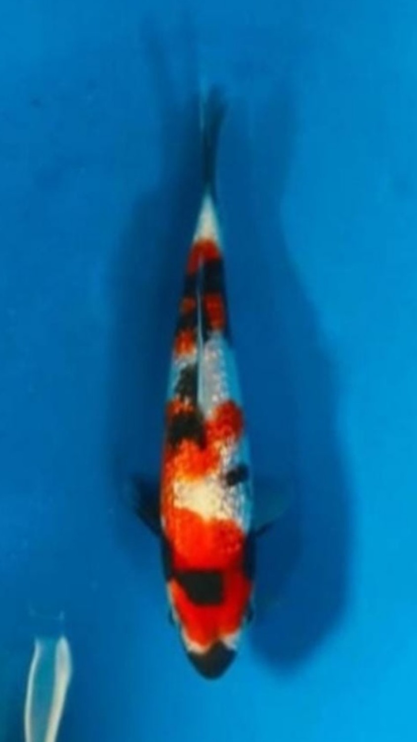 Juara 1