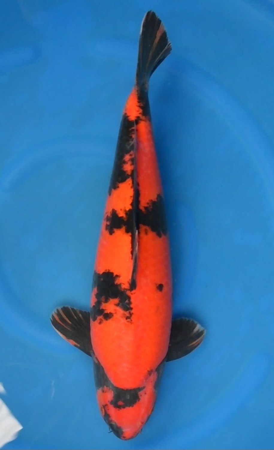 Best In Size D 56 - 60 cm