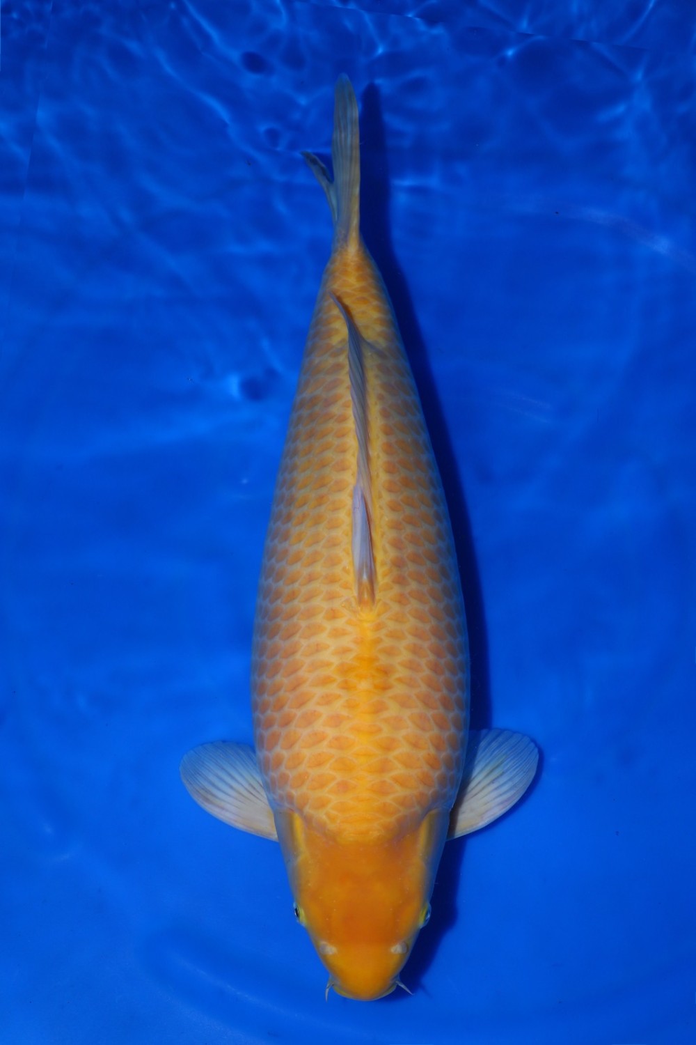 Juara 3