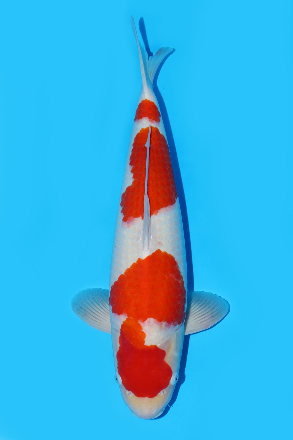 Juara 5