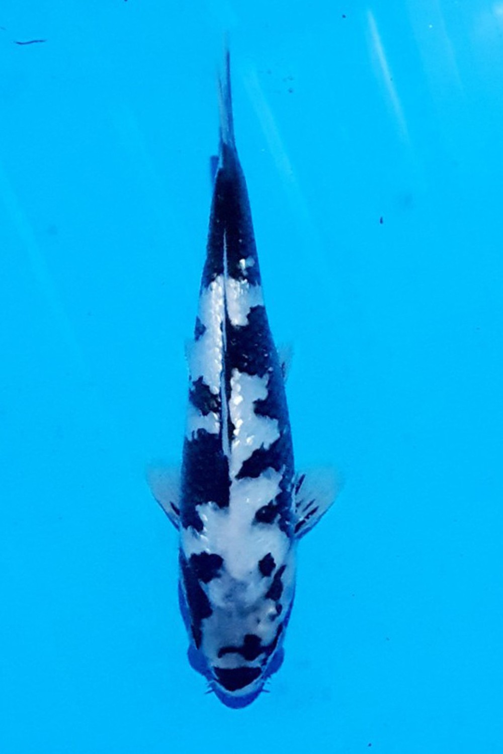 Juara 1
