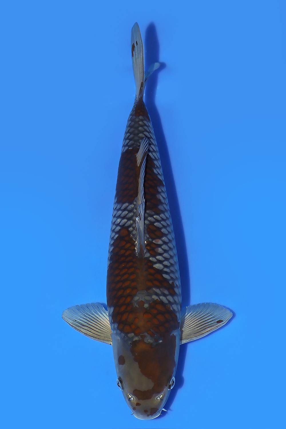 Juara 5