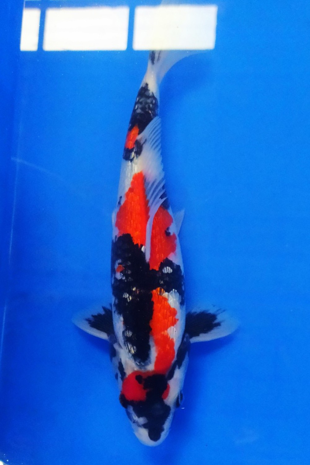 Juara 5