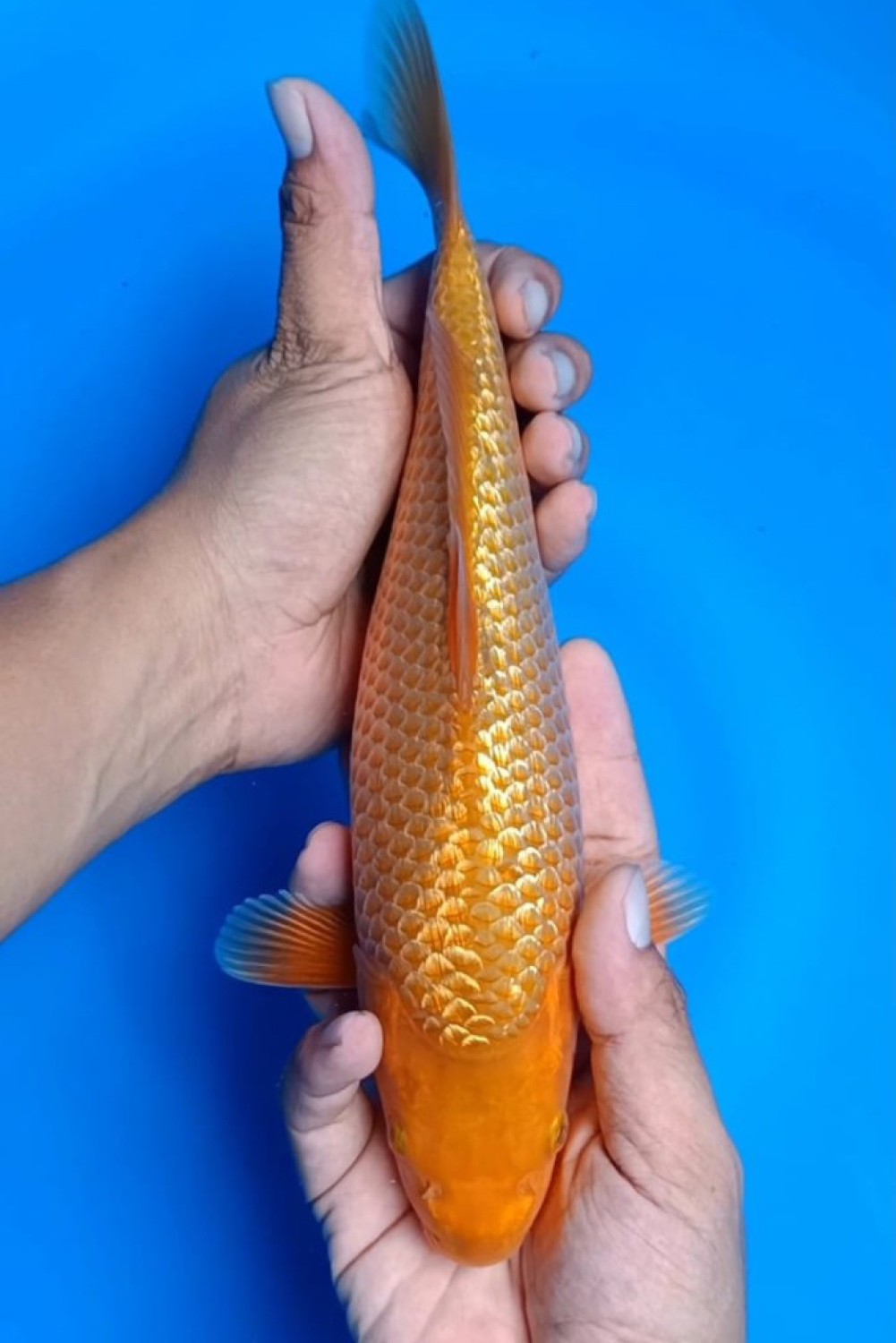 Juara 5
