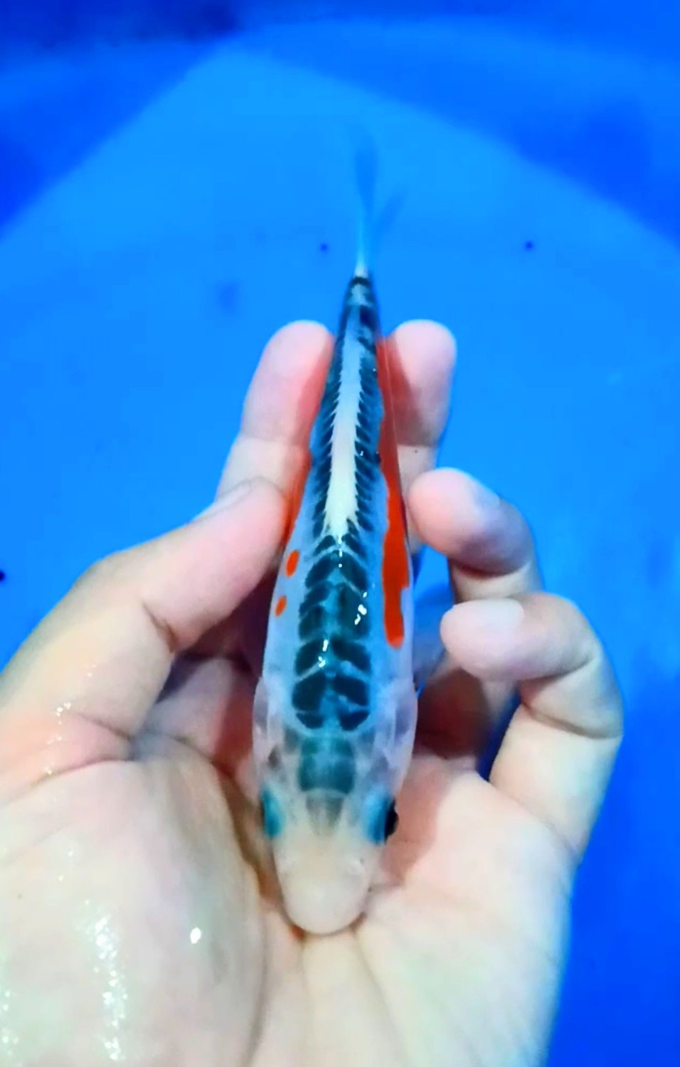 Juara 2
