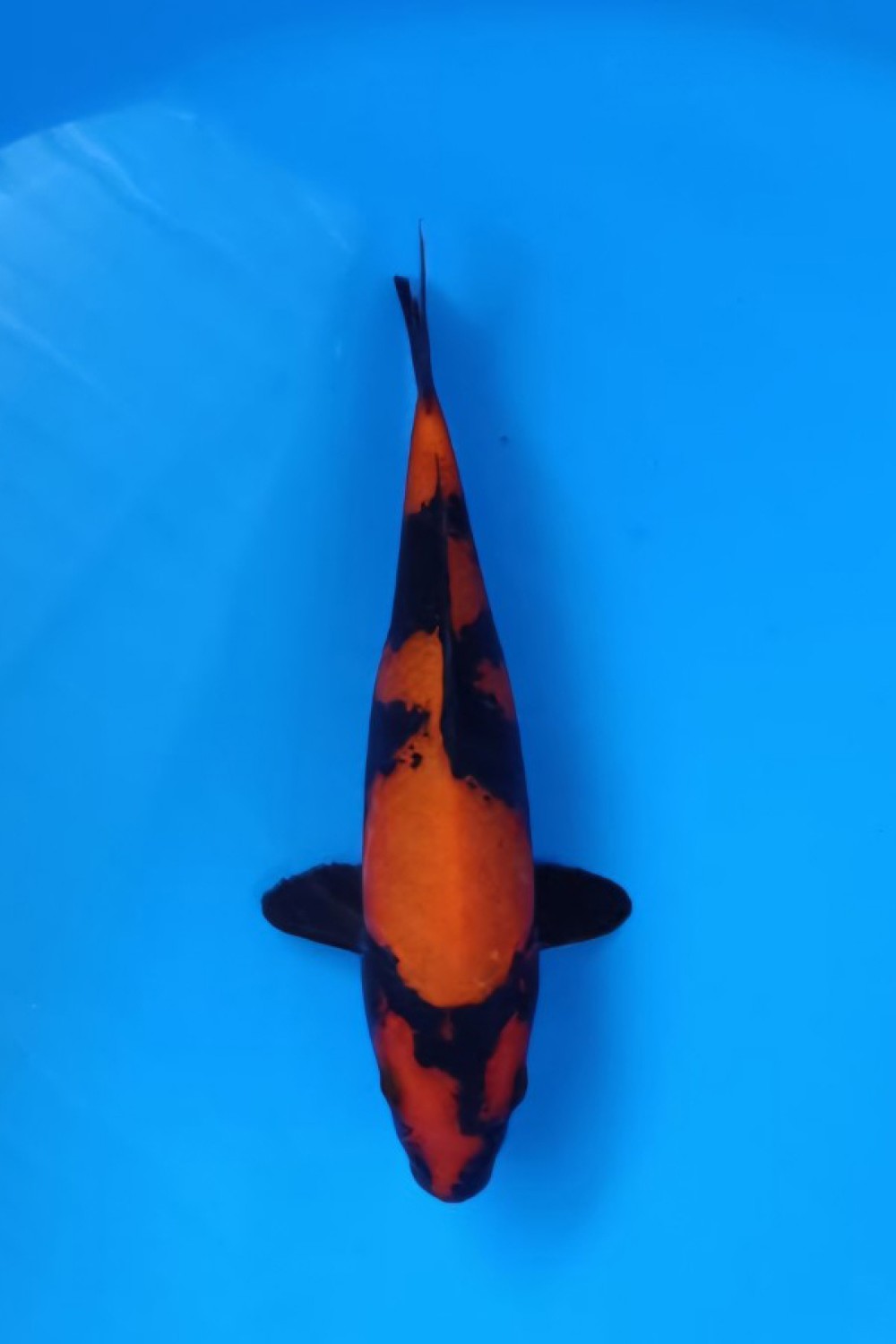 Best In Size D 26 - 30 cm