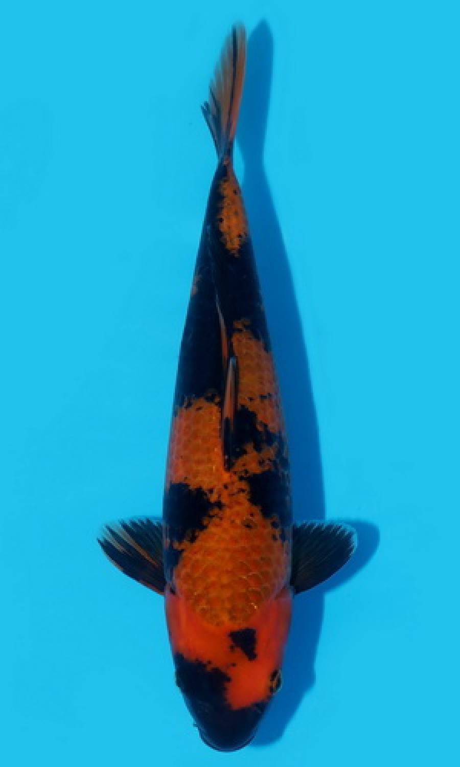 Juara 3