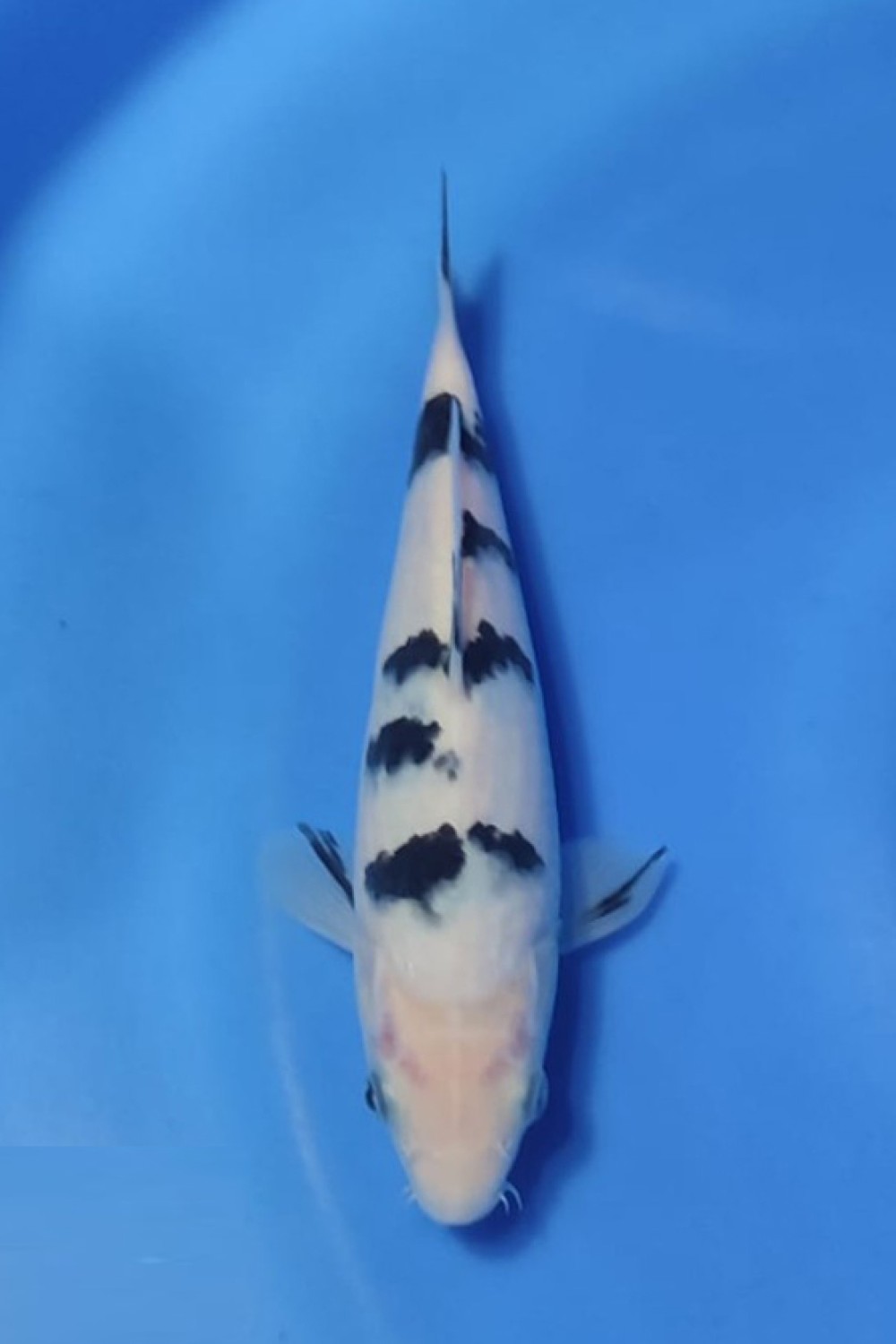 Best In Size D 16 - 20 cm