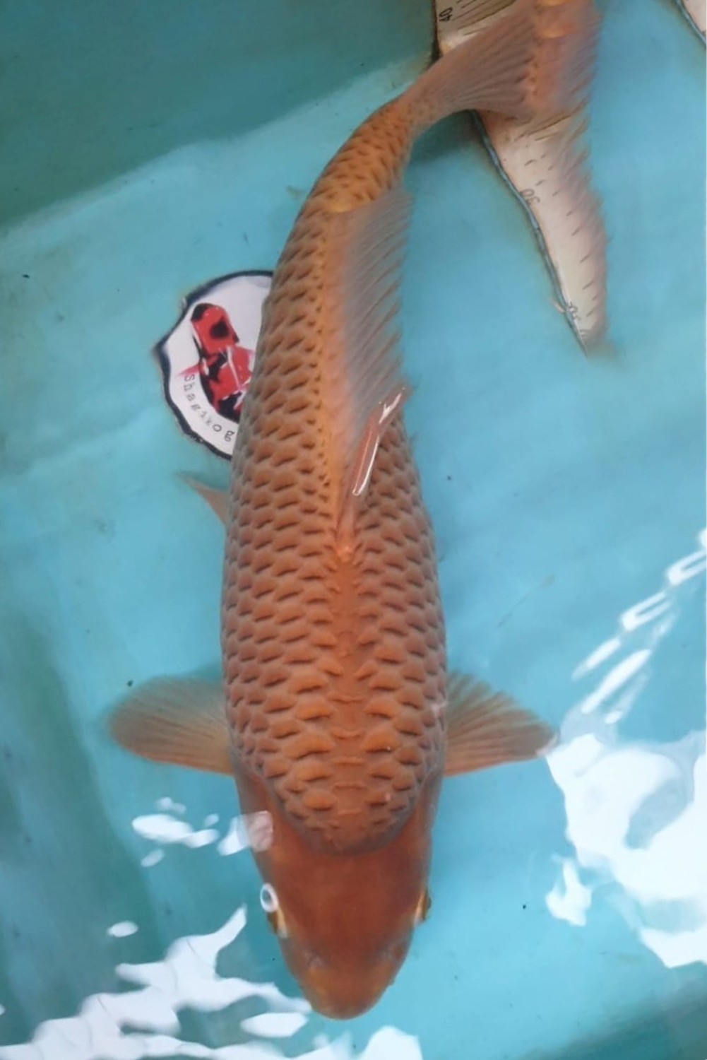 Juara 1