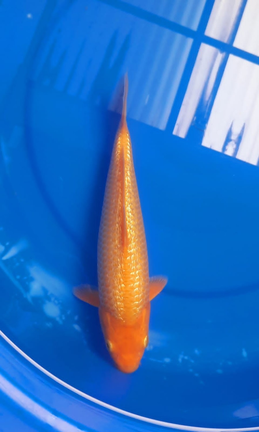 Juara 5