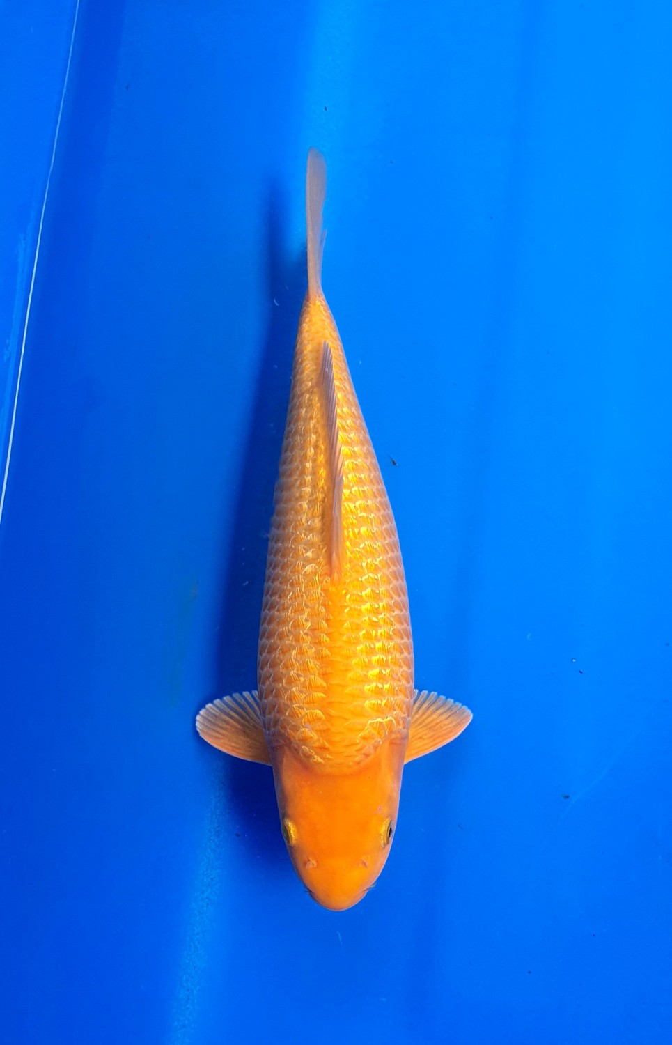 Juara 4