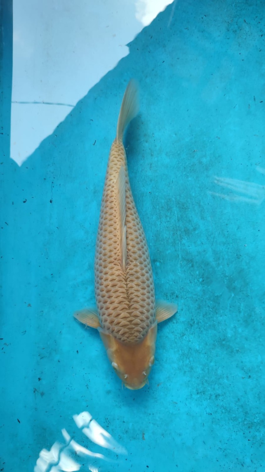 Juara 5