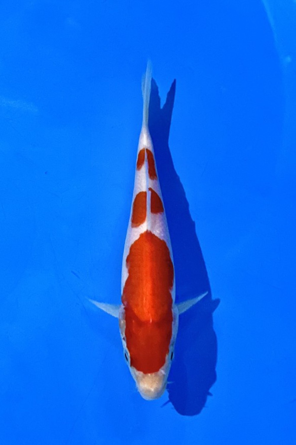 Juara 2