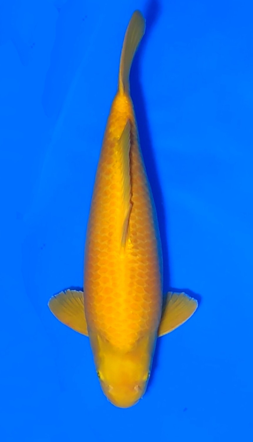 Juara 2