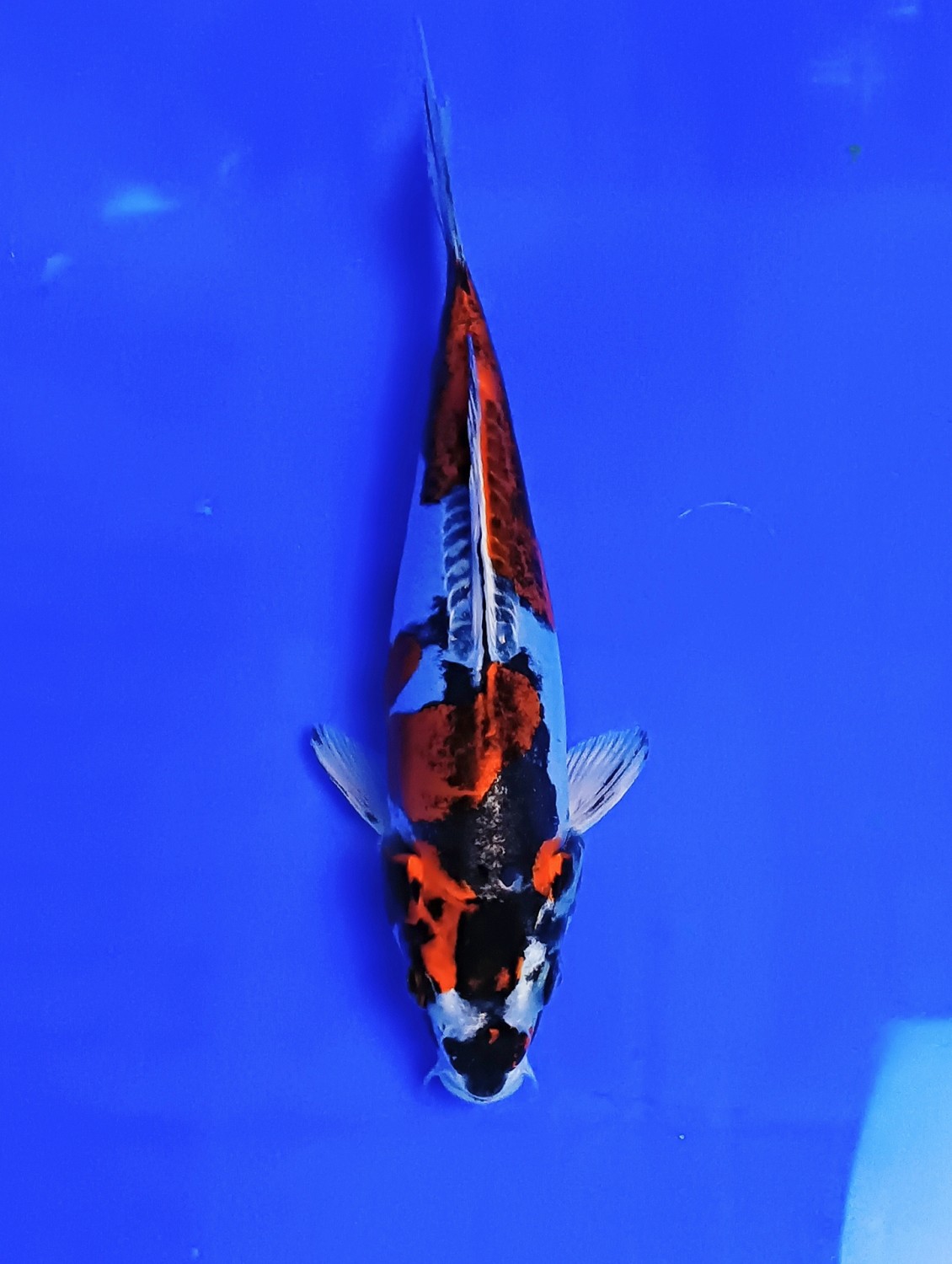 Juara 1