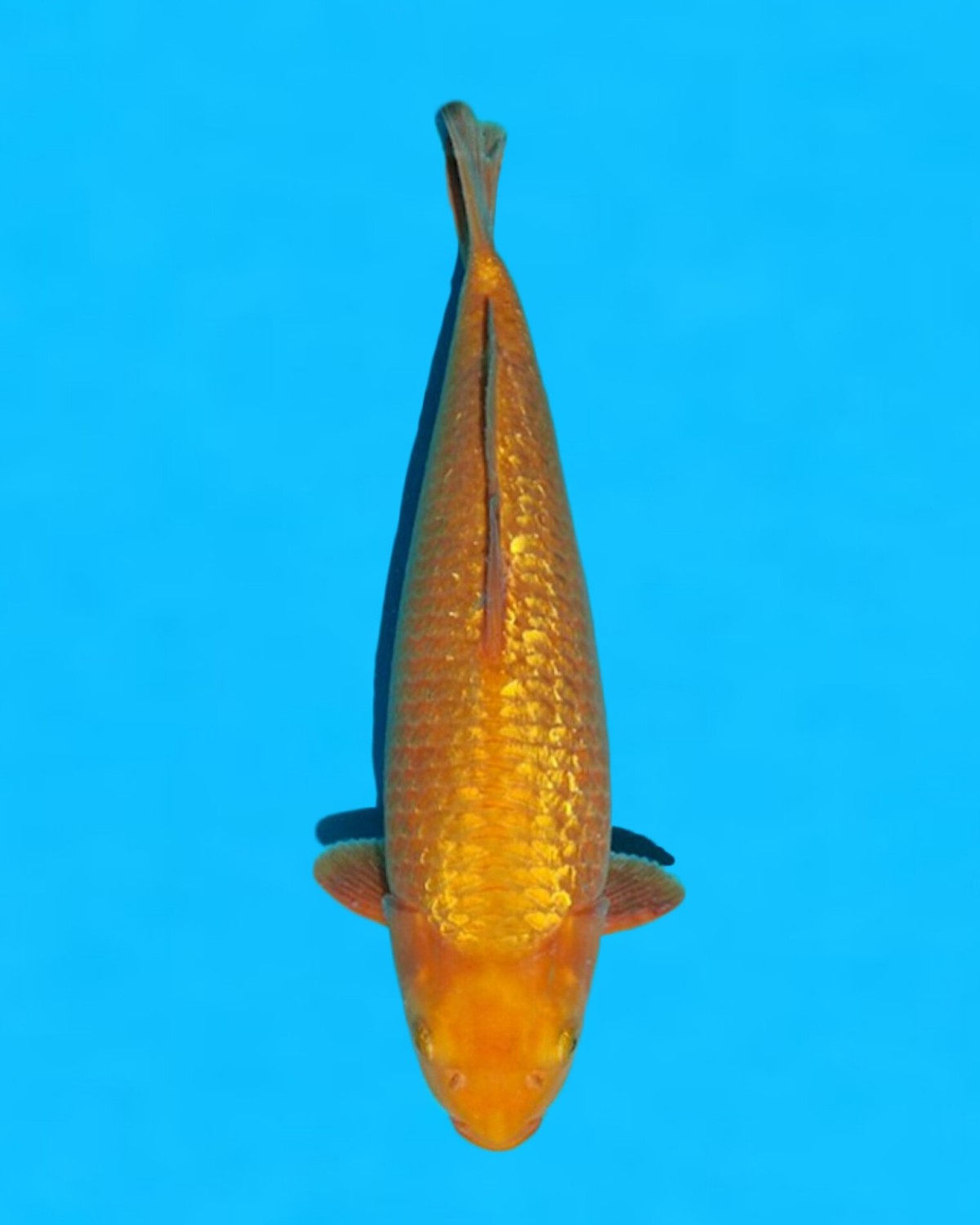 Best In Size E 41 - 45 cm