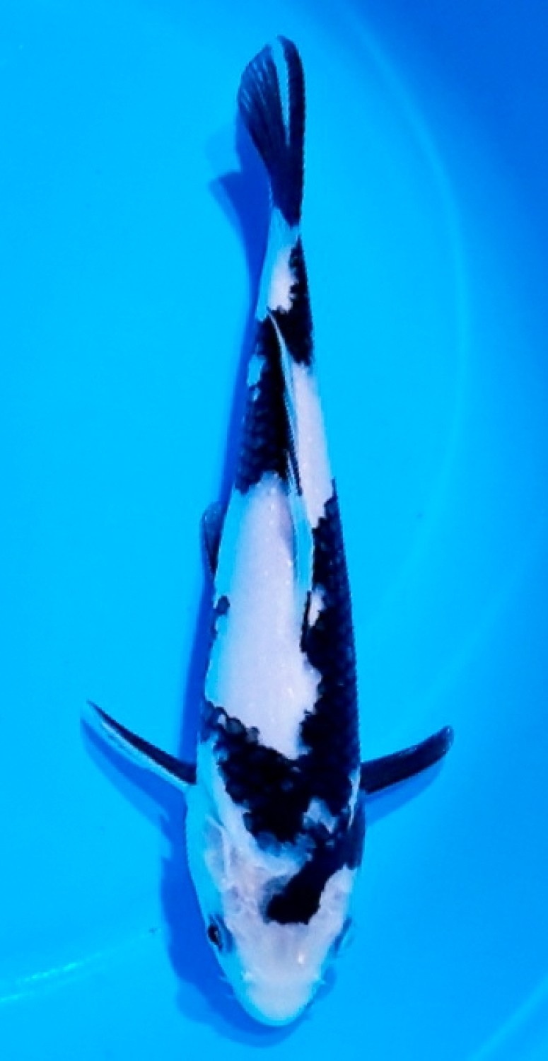 Juara 5