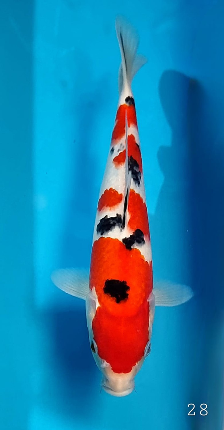 Best In Size A 26 - 30 cm