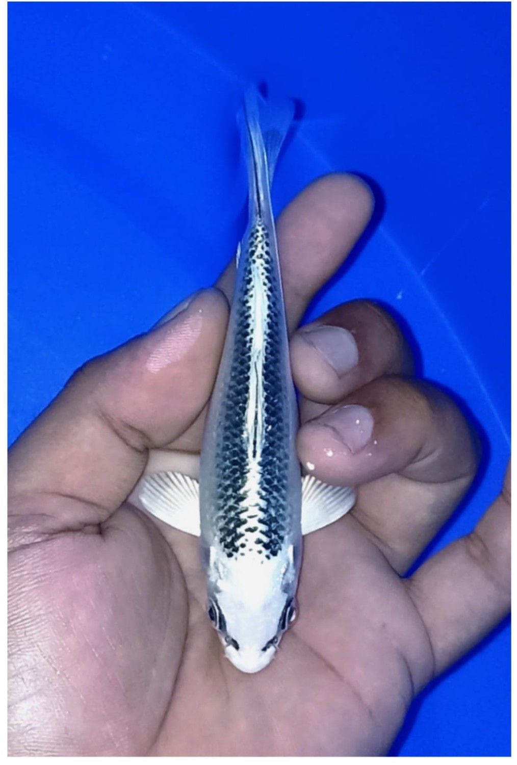 Juara 2
