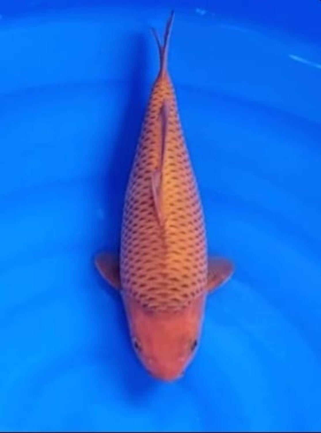 Best In Size E 36 - 40 cm