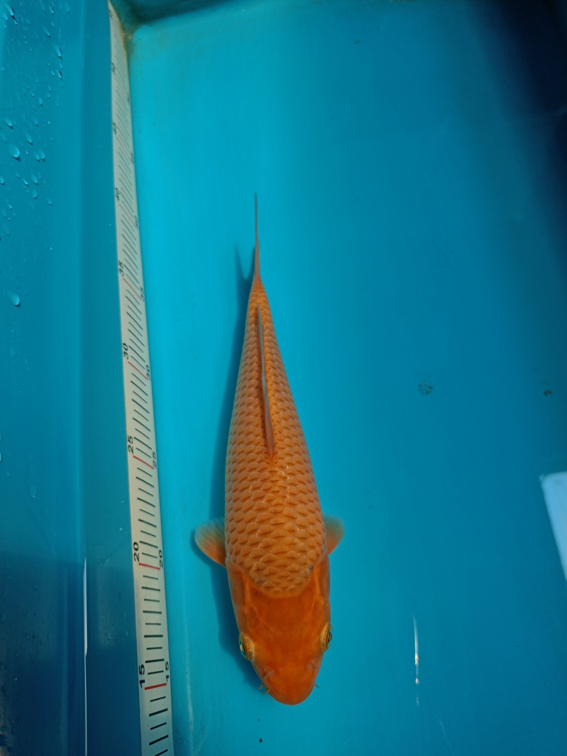 Juara 4