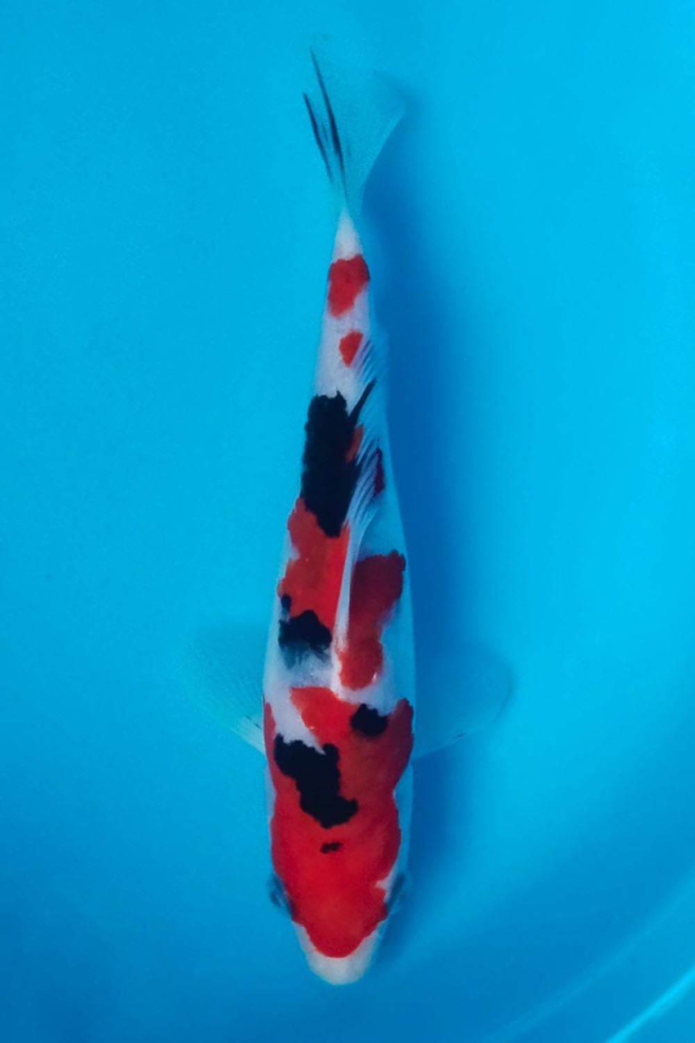 Juara 1