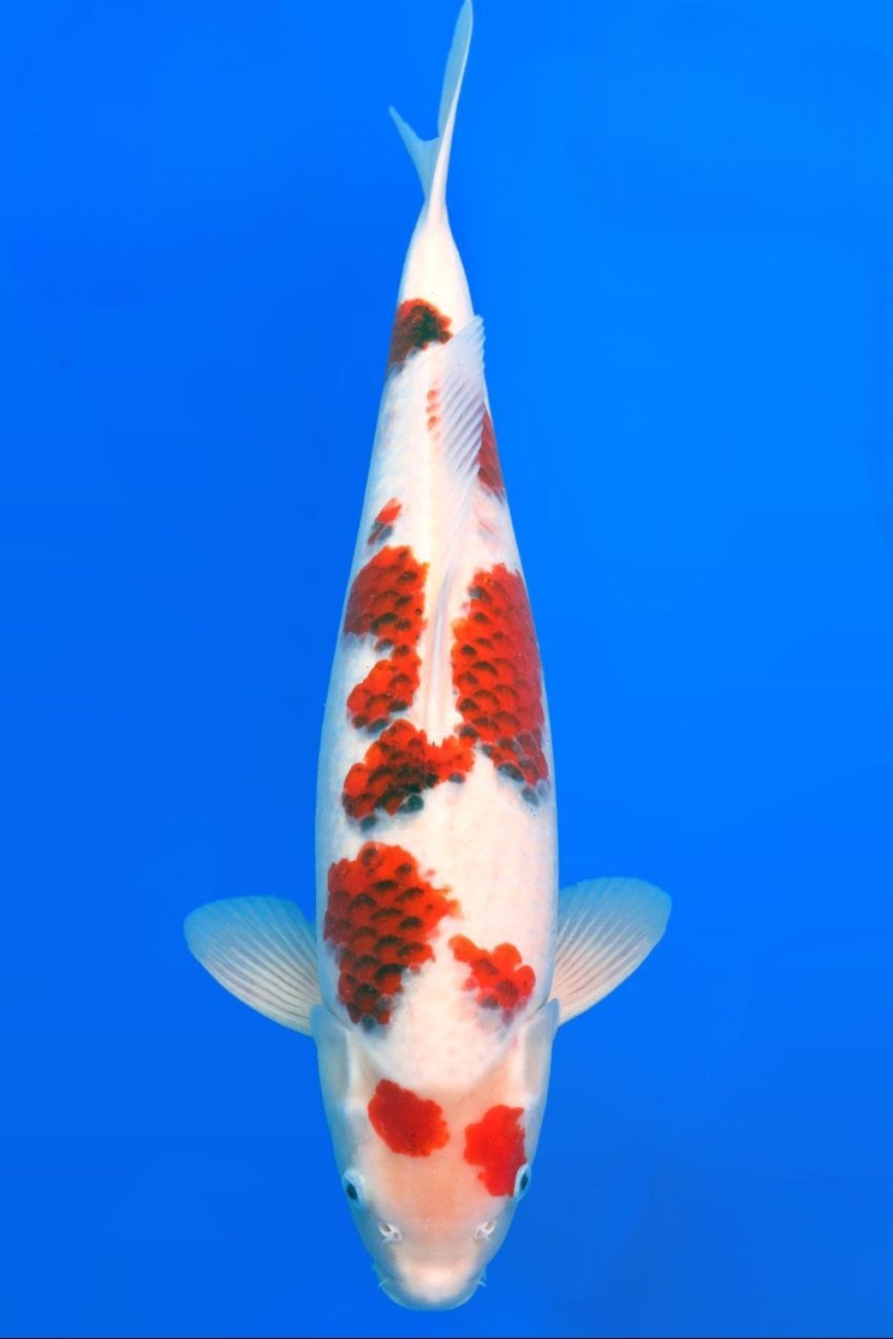 Juara 1