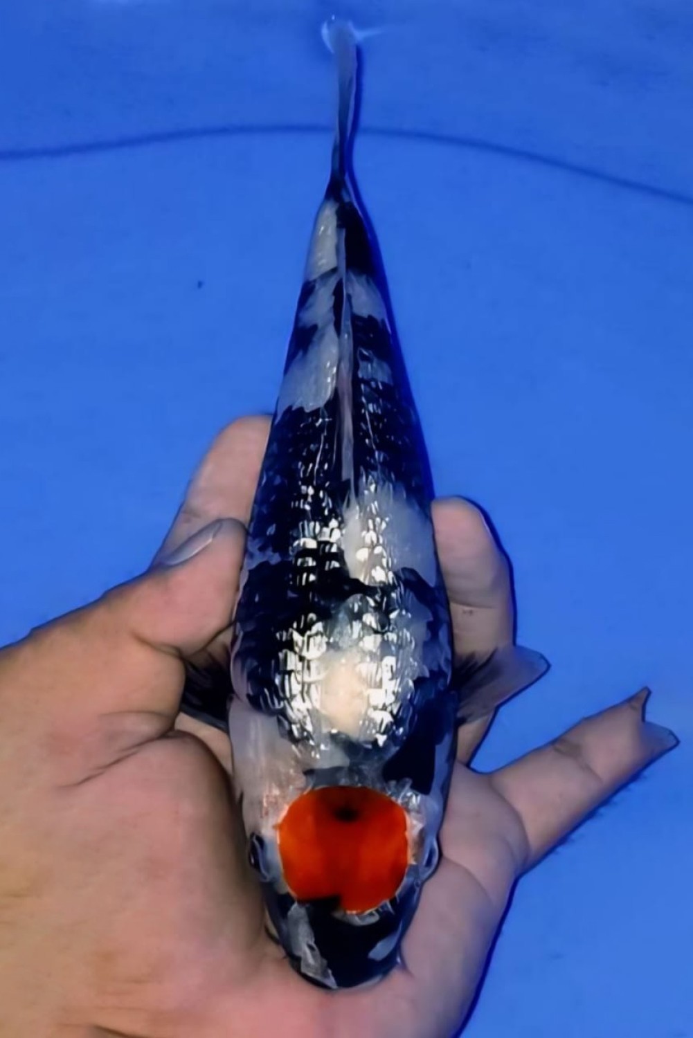 Juara 5