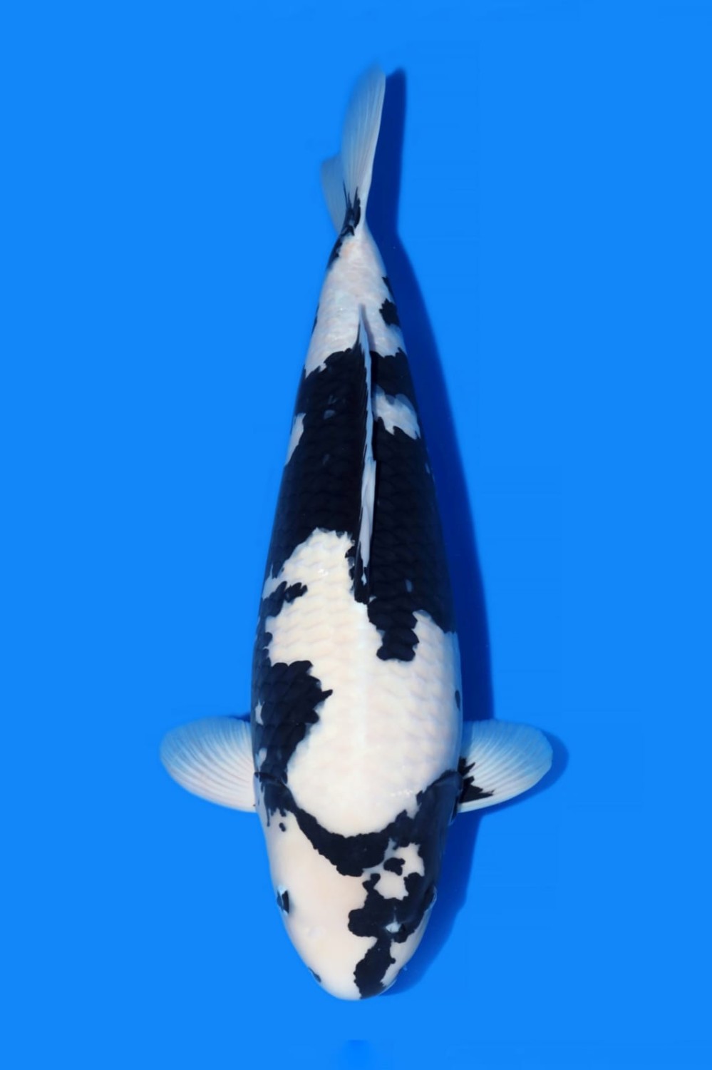 Best In Size B 61 - 65 cm