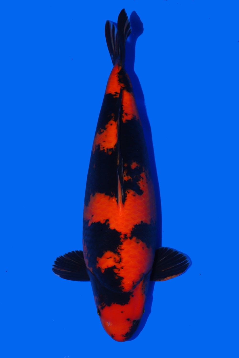 Juara 3
