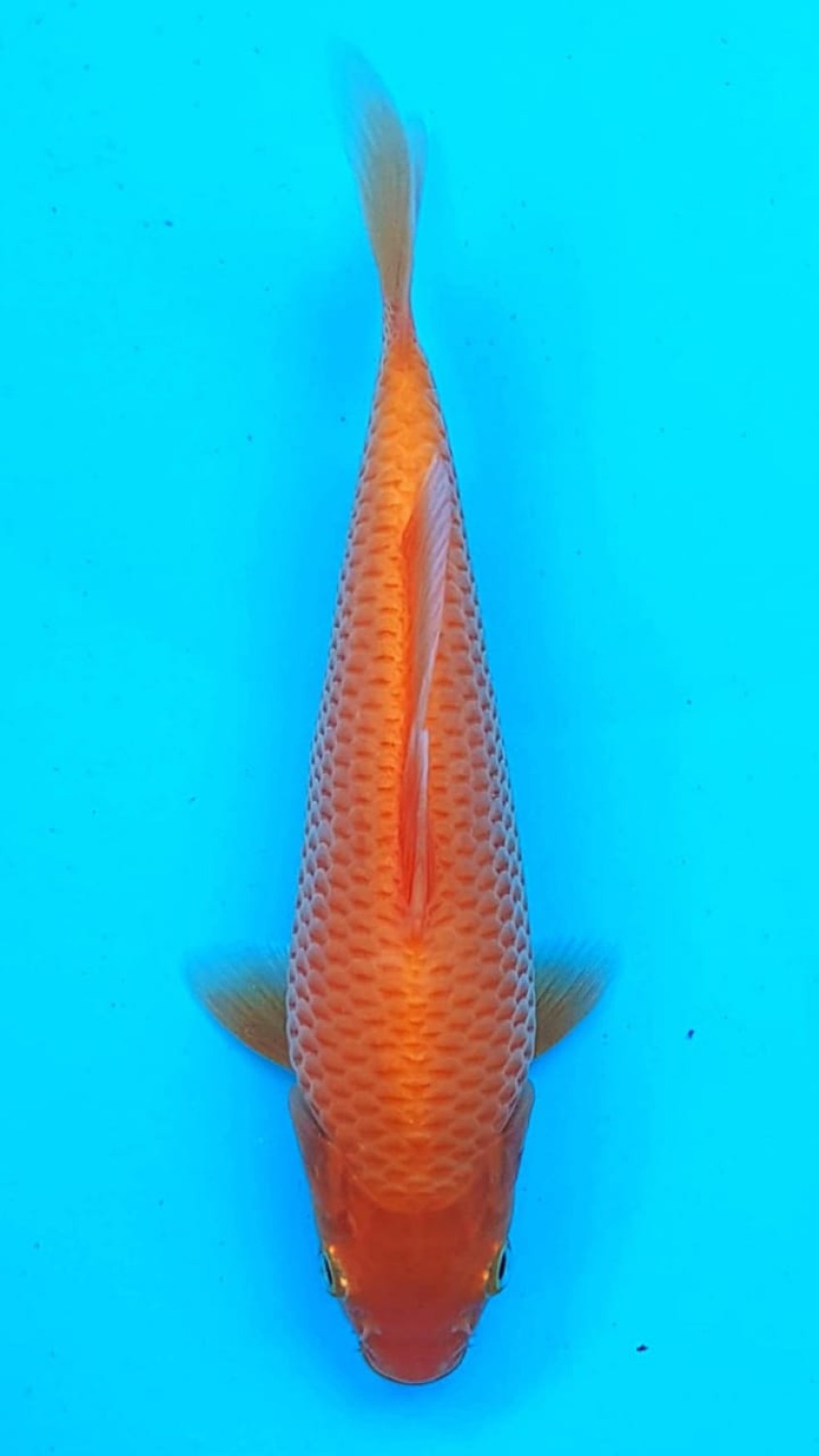 Juara 3