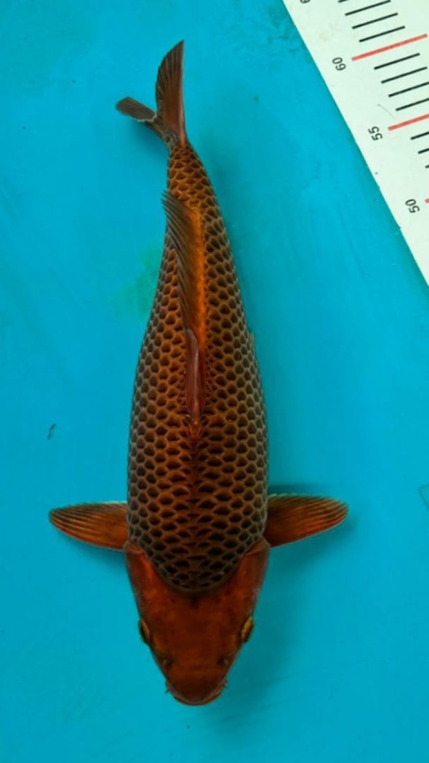 Juara 3