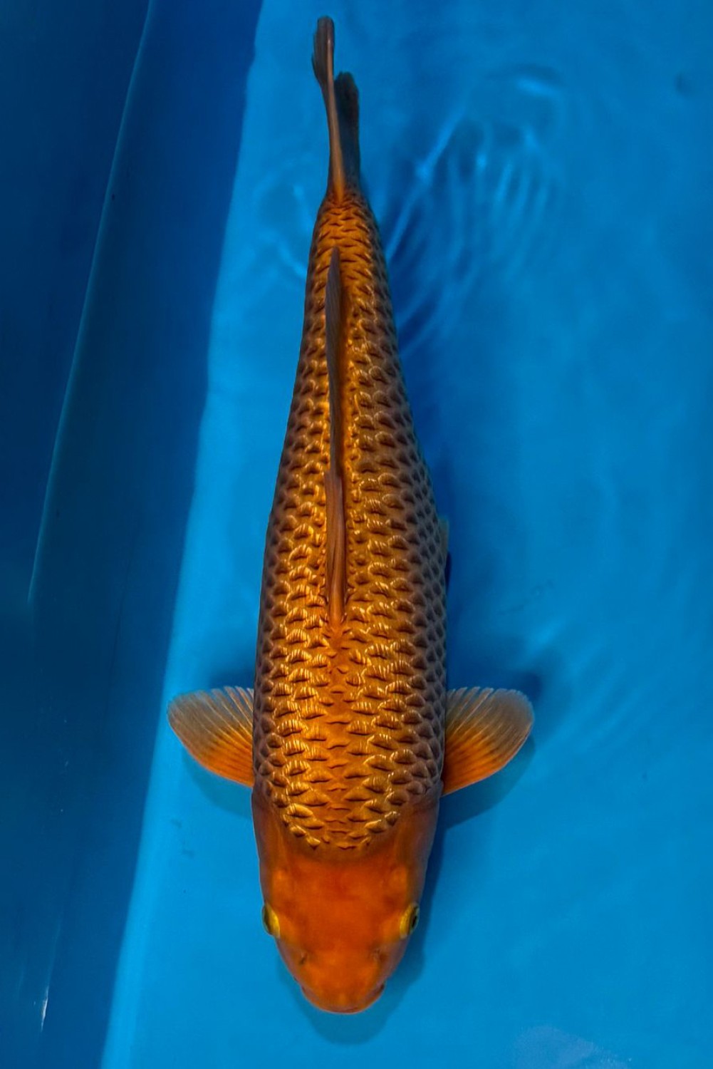 Juara 5
