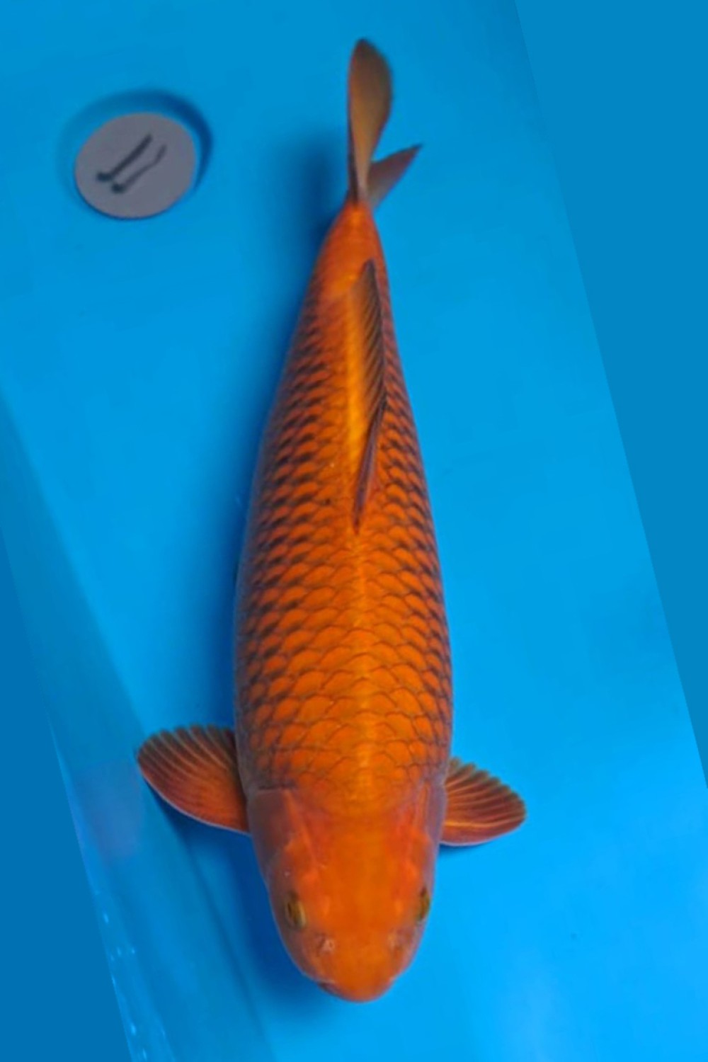 Juara 5