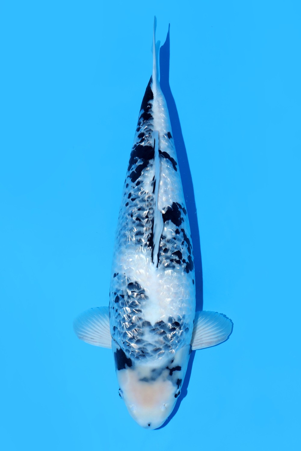 Juara 2