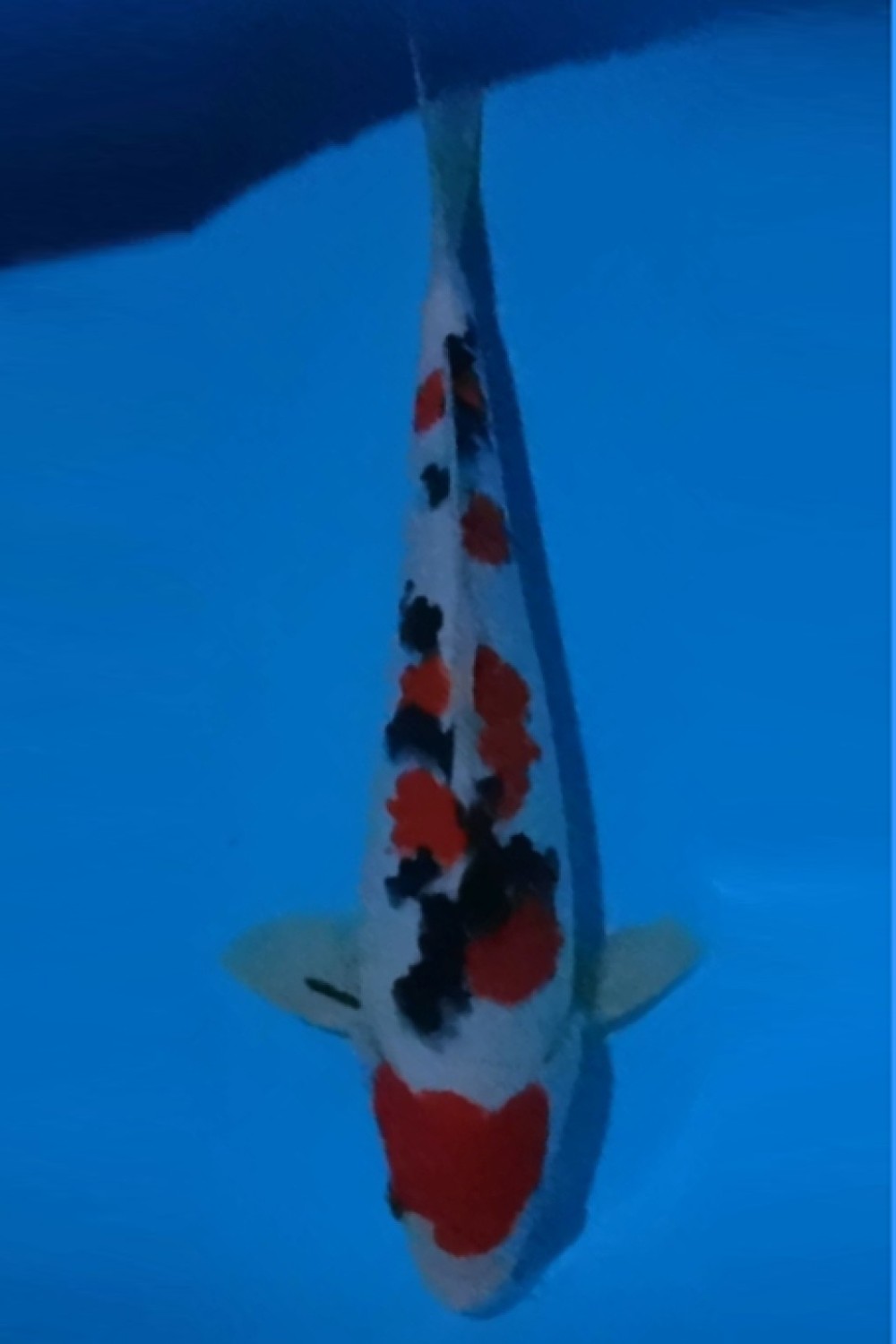Juara 5
