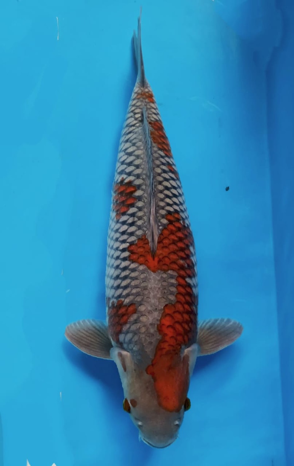 Juara 1