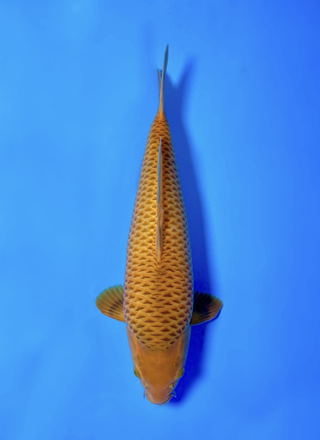 Juara 5