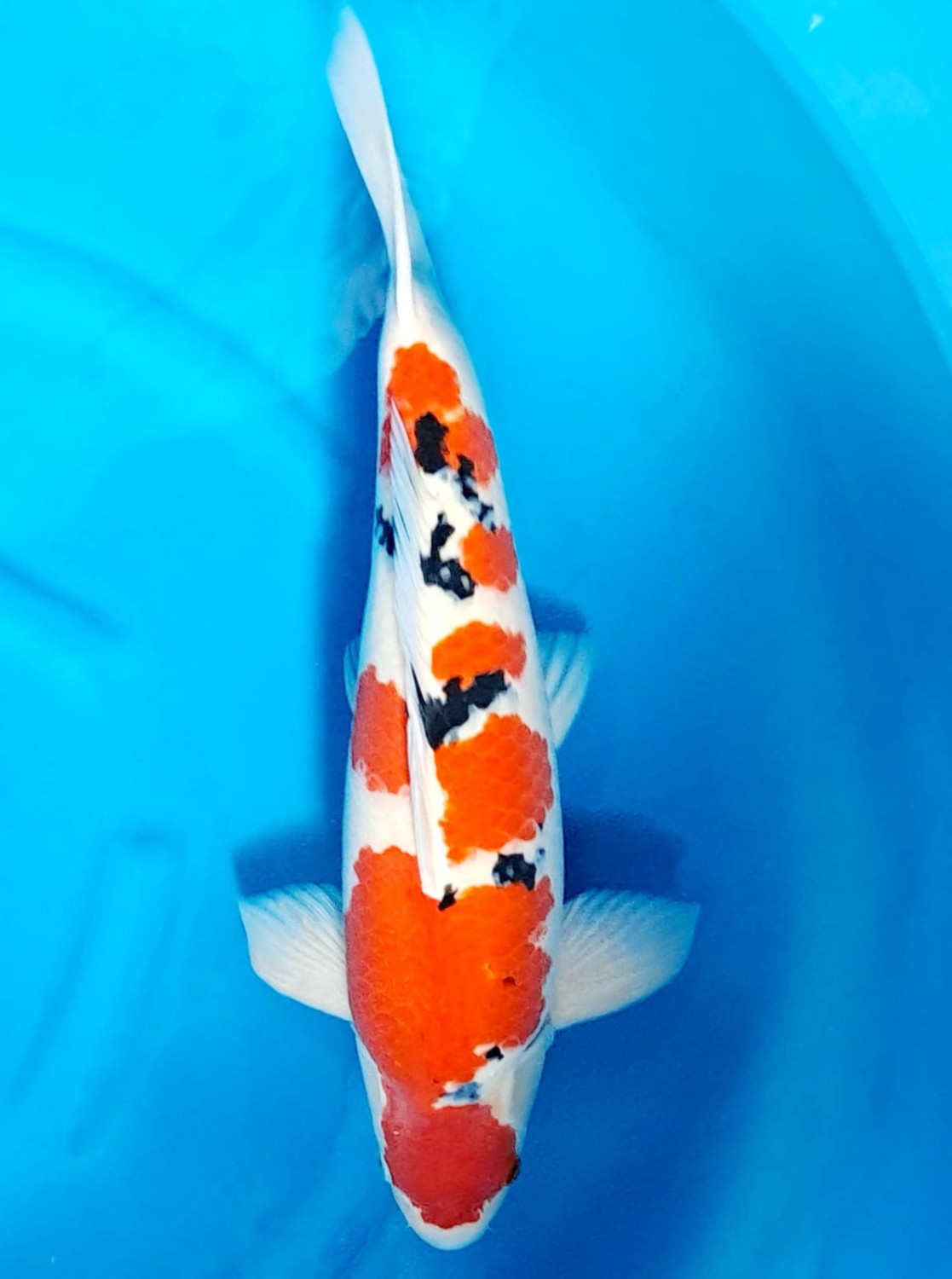 Juara 2